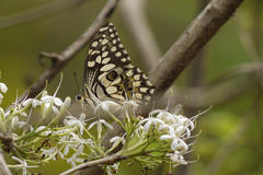 Pavetta crassicaulis